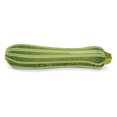 Costata Romanesco squash or Ribbed Roman. Cocozzelle. Courgette or marrow. Summer squash. Cucurbita pepo. Fruits and vegetables. Vector illustration isolated on white background.のイラスト素材