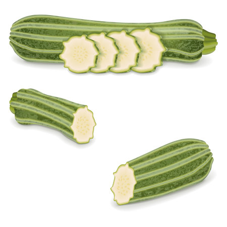 Whole, slices, wedges of Costata Romanesco squash or Ribbed Roman. Cocozzelle. Courgette or marrow. Summer squash. Cucurbita. Fruits and vegetables. Vector illustration isolated on white background.のイラスト素材