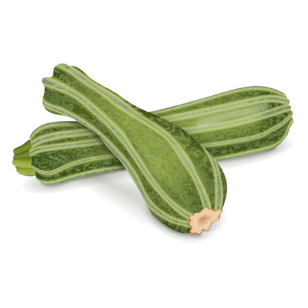 Group of Costata Romanesco squash or Ribbed Roman. Cocozzelle. Courgette or marrow. Summer squash. Cucurbita pepo. Fruits and vegetables. Vector illustration isolated on white background.のイラスト素材