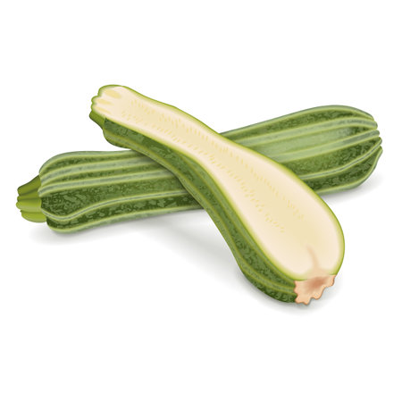 Whole and half of Costata Romanesco squash or Ribbed Roman. Courgette or marrow. Summer squash. Cucurbita pepo. Cucubits. Fruits and vegetables. Vector illustration isolated on white background.のイラスト素材