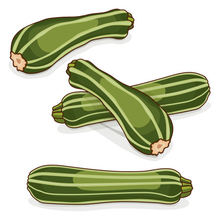 Group of Costata Romanesco squash or Ribbed Roman. Courgette or marrow. Summer squash. Cucurbita pepo. Fruits and vegetables. Cartoon style. Vector illustration isolated on white background.のイラスト素材