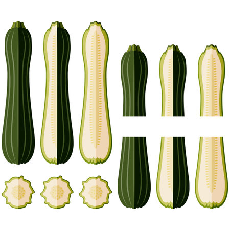 Set of Costata Romanesco squash or Ribbed Roman. Cocozzelle. Courgette or marrow. Summer squash. Cucurbita pepo. Fruits and vegetables. Flat style. Vector illustration isolated on white background.のイラスト素材