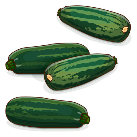 Group of Marrow Squash or vegetable marrow. Courgette or marrow. Summer squash. Cucurbita pepo. Cucurbitaceae. fruits and vegetables. cartoon style. Vector illustration isolated on white background.のイラスト素材