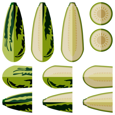 Set of Marrow Squash or vegetable marrow. Courgette or marrow. Summer squash. Cucurbita pepo. Cucurbitaceae. fruits and vegetables. flat style. Vector illustration isolated on white background.のイラスト素材