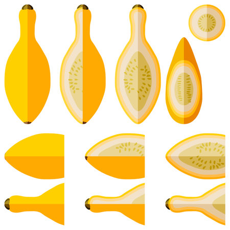 Set with whole, half, quarter, slices of Crookneck Yellow Squash. Summer squash. Cucurbita pepo. Cucurbitaceae. Fruits and vegetables. Flat style. Vector illustration isolated on white background.のイラスト素材