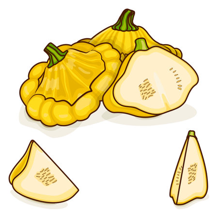 Whole, half, quarter of Yellow Patty Pan squash or Scallop or Scallopini squash. Summer squash. Cucurbita pepo. Fruits and vegetables. Cartoon style. Vector illustration isolated on white background.のイラスト素材