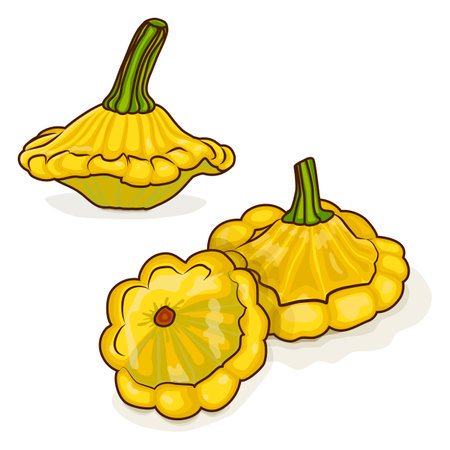 Group of Yellow Patty Pan squash or Scallop or Scallopini squash. Summer squash. Cucurbita pepo. Fruits and vegetables. Cartoon style. Vector illustration isolated on white background.のイラスト素材