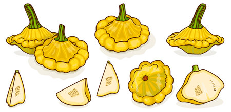 Set of Yellow Patty Pan squash or Scallop or Scallopini squash. Summer squash. Cucurbita pepo. Fruits and vegetables. Cartoon style. Vector illustration isolated on white background.のイラスト素材