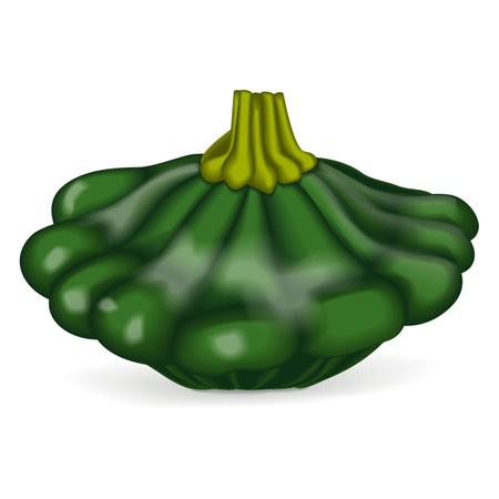 Green Patty Pan squash or Scallop or Scallopini squash. Summer squash. Cucurbita pepo. fruits and vegetables. Vector illustration isolated on white background.のイラスト素材