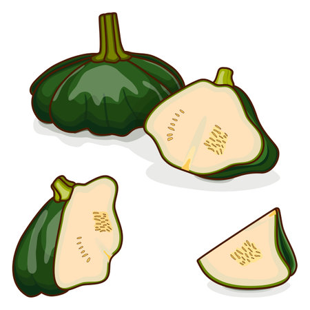 Whole, half, quarter of Green Patty Pan squash or Scallop or Scallopini squash. Summer squash. Cucurbita pepo. fruits and vegetables. cartoon style. Vector illustration isolated on white background.のイラスト素材