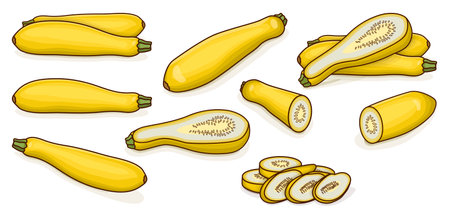 Set with whole, half, quarter and slices of StraightNeck or Straight Neck. Summer squash. Cucurbita pepo. fruits and vegetables. cartoon style. Vector illustration isolated on white background.のイラスト素材