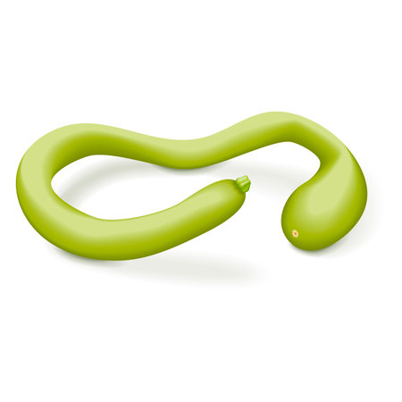 Tromboncino Squash or trombetta squash. Zucchino or zucchetta rampicante. Summer squash. Cucurbita pepo. Fruits and vegetables. Vector illustration isolated on white background.のイラスト素材