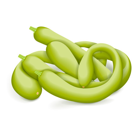 Group of Tromboncino Squash or trombetta squash. Zucchino or zucchetta rampicante. Summer squash. Cucurbita pepo. Fruits and vegetables. Vector illustration isolated on white background.のイラスト素材