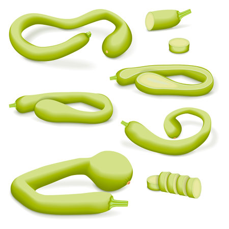 Set of Tromboncino Squash or trombetta squash. Zucchino or zucchetta rampicante. Summer squash. Cucurbita pepo. Fruits and vegetables. Vector illustration isolated on white background.のイラスト素材
