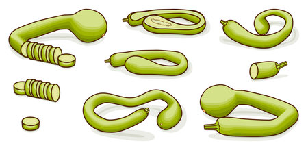 Set of Tromboncino Squash or trombetta squash. Zucchino or zucchetta rampicante. Summer squash. Cucurbita pepo. Fruits and vegetables. Clipart. Vector illustration isolated on white background.のイラスト素材