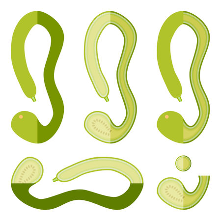 Set of Tromboncino Squash or trombetta squash. Zucchino or zucchetta rampicante. Summer squash. Cucurbita pepo. Fruits and vegetables. Flat style. Vector illustration isolated on white background.のイラスト素材