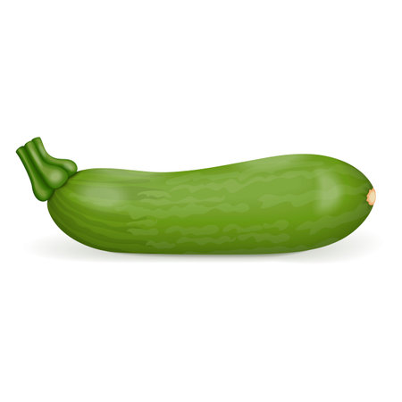Aehobak or Korean zucchini or Korean courgette. Summer squash. Cucurbita pepo. Fruits and vegetables. Vector illustration isolated on white background.のイラスト素材