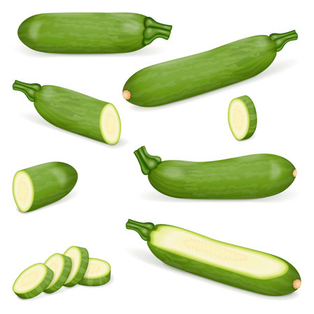 Set of Aehobak or Korean zucchini or Korean courgette. Summer squash. Cucurbita pepo. Fruits and vegetables. Vector illustration isolated on white background.のイラスト素材