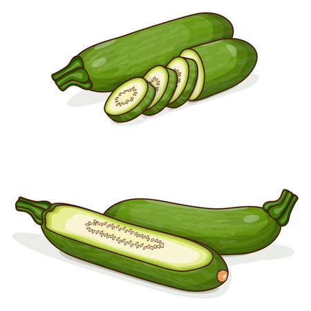 Whole and chopped Aehobak or Korean zucchini or Korean courgette. Summer squash. fruits and vegetables. Clipart. Vector illustration isolated on white background.のイラスト素材