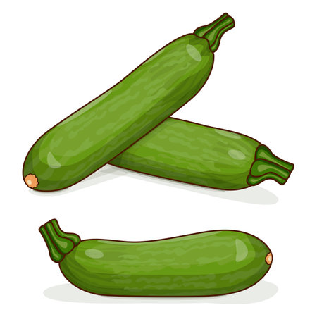Group of Aehobak or Korean zucchini or Korean courgette. Summer squash. Cucurbita pepo. fruits and vegetables. Clipart. Vector illustration isolated on white background.のイラスト素材