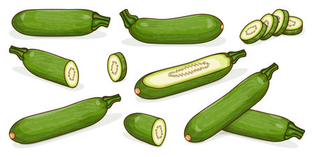 Set with whole, half, quarter, slices of Aehobak or Korean zucchini or Korean courgette. Summer squash. Cucurbita pepo. fruits and vegetables. Clipart. Vector illustration isolated on white backgroundのイラスト素材