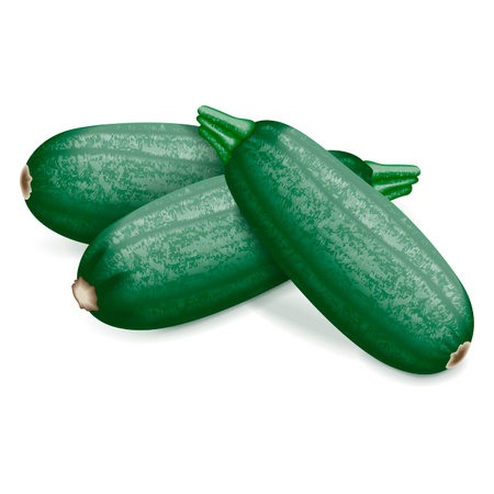 Group of Cousa or Kousa squash or Magda squash. Summer squash. Cucurbita moschata. fruits and vegetables. Vector illustration isolated on white background.のイラスト素材