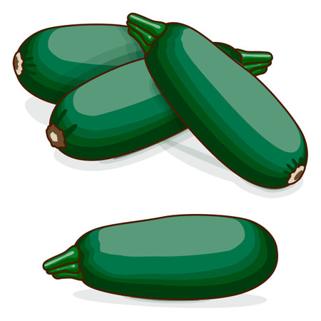 Group of Cousa or Kousa squash or Magda squash. Summer squash. Cucurbita moschata. fruits and vegetables. Clipart. Vector illustration isolated on white background.のイラスト素材