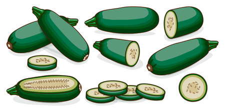 Set of Cousa or Kousa squash or Magda squash. Summer squash. Cucurbita moschata. fruits and vegetables. Clipart. Vector illustration isolated on white background.のイラスト素材