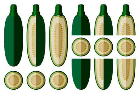 Set of Cousa or Kousa squash or Magda squash. Summer squash. Cucurbita moschata. fruits and vegetables. flat style. Vector illustration isolated on white background.のイラスト素材