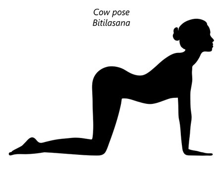 Black silhouette of young woman practicing yoga, doing Cow pose or Dog pose. Bitilasana. Arm Leg Support and Backbend. beginner. Isolated vector illustration.のイラスト素材