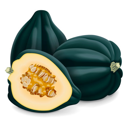 Whole and half of Acorn squash or Honey bear squash. Des Moines squash. Tuffy squash. Winter squash. Cucurbita pepo. fruits and vegetables. Isolated vector illustration.のイラスト素材