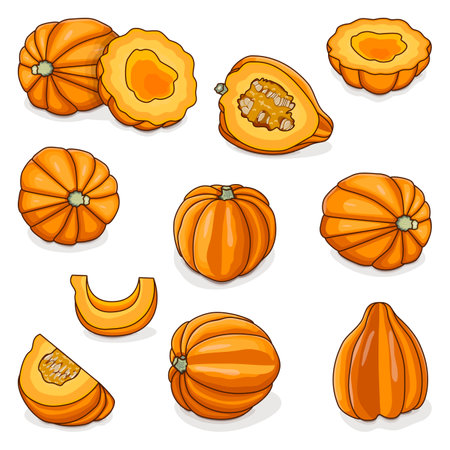 Set of Gold acorn squash or Honey bear squash. Tuffy squash. Winter squash. Cucurbita pepo. fruits and vegetables. Clipart. Isolated vector illustration.のイラスト素材