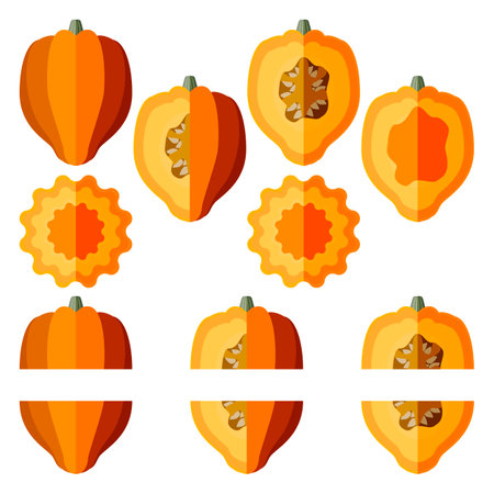 Set of Gold acorn squash or Honey bear squash. Tuffy squash. Winter squash. Cucurbita pepo. fruits and vegetables. flat style. Isolated vector illustration.のイラスト素材