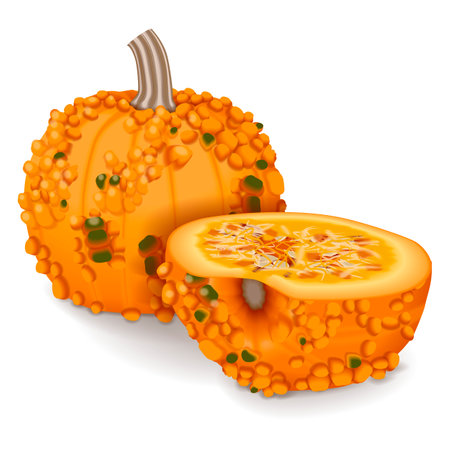 Whole and chopped Knucklehead Pumpkins. Winter squash. Cucurbita pepo. Fruits and vegetables. Isolated vector illustration.のイラスト素材