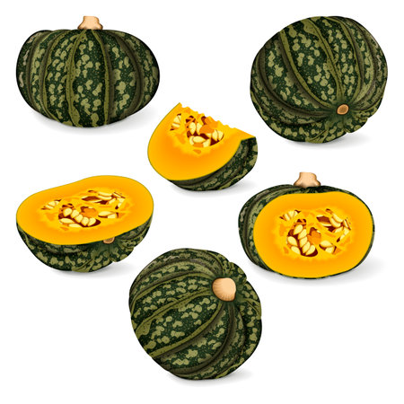 Set of Kabocha winter squash pumpkins. Chestnut squash. Cucurbita maxima. Fruits and vegetables. Isolated vector illustration.のイラスト素材