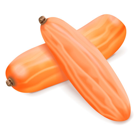 Group of Pink Jumbo Banana Squash Pumpkin Winter squash. Cucurbita maxima. Fruits and vegetables. Isolated vector illustration.のイラスト素材