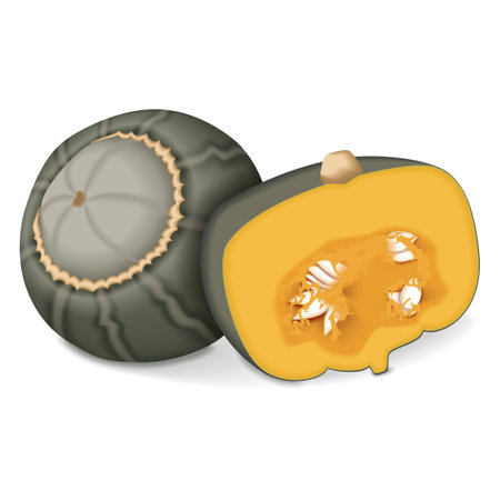 Whole and half of Bonbon Squash. Winter squash. Cucurbita maxima. Fruits and vegetables. Isolated vector illustration.のイラスト素材