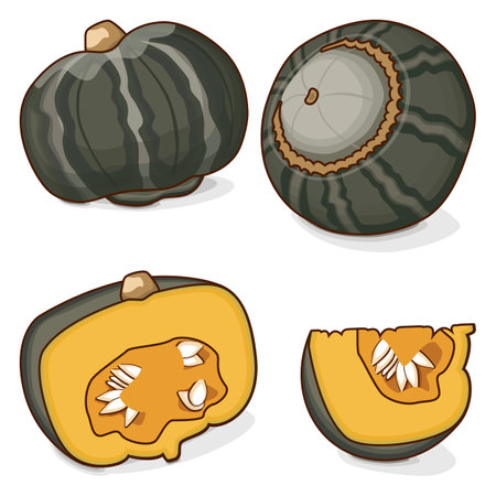 Set of Bonbon Squash. Winter squash. Cucurbita maxima. Fruits and vegetables. Clipart. Isolated vector illustration.のイラスト素材