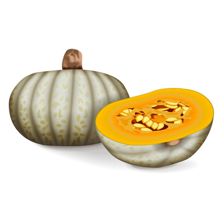 Whole and chopped Confection squash. Winter squash. Cucurbita maxima. Fruits and vegetables. Isolated vector illustration.のイラスト素材
