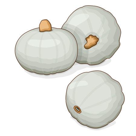Group of Crown Prince Squash. Winter squash. Cucurbita maxima. Fruits and vegetables. Clipart. Isolated vector illustration.のイラスト素材