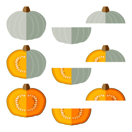 Set of Crown Prince Squash. Winter squash. Cucurbita maxima. Fruits and vegetables. Flat style. Isolated vector illustration.のイラスト素材