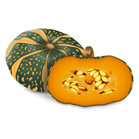 Whole and half of Delica Winter Squash or pumpkin Courge Delica Moretti. Cucurbita maxima. Fruits and vegetables. Isolated vector illustration.のイラスト素材