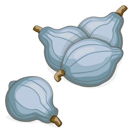 Group of Blue hubbard squash. Winter squash. Cucurbita maxima. Fruits and vegetables. Clipart. Isolated vector illustration.のイラスト素材
