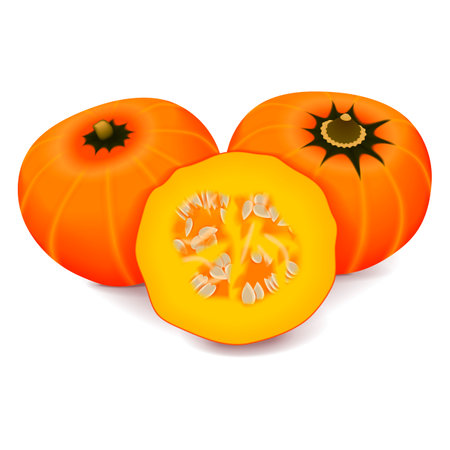 Whole and chopped Orange buttercup squash. Winter squash. Cucurbita maxima. Fruits and vegetables. Isolated vector illustration.のイラスト素材