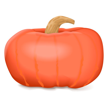 Sunshine kabocha squash. Winter squash. Cucurbita maxima. Fruits and vegetables. Isolated vector illustration.のイラスト素材
