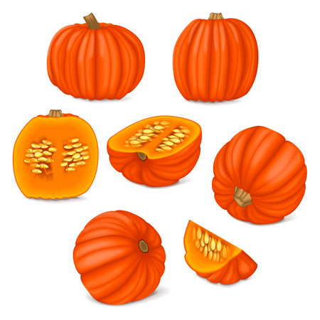 Clip art. Big Max pumpkin. Winter squash. Cucurbita maxima. Fruits and vegetables. Isolated vector illustration.のイラスト素材