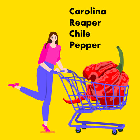 A woman holds card with Carolina Reaper pepper. Chili peppers. Isolated vector illustration.のイラスト素材