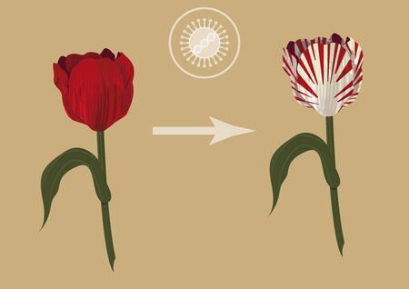 The influence of viruses in our life. How the virus created the one of the most important economic crisis - tulip fever. Red tulip obtains a white stripes because of the virusのイラスト素材