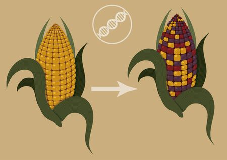 Epigenetics in action. Illustration of how colored corn confirm existence of transposons. There are two corn cob in illustration one is normal yellow one and another has colored kernelsのイラスト素材