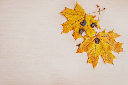 Two yellow autumn maple leaves on a wooden desktop. Nature background.の写真素材